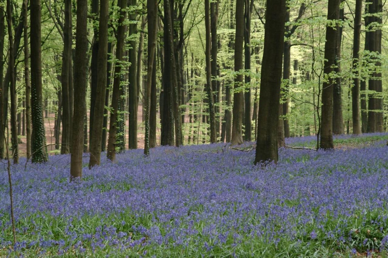 Villa Blue Garden B&B Vlaamse Ardennen Nabij Pairi Daiza Geraardsbergen Exteriör bild